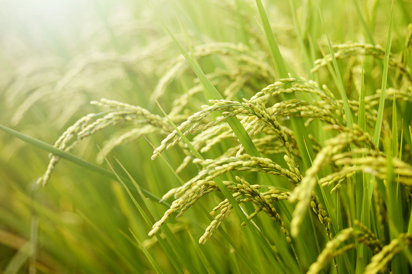 山天米(さんてんまい)